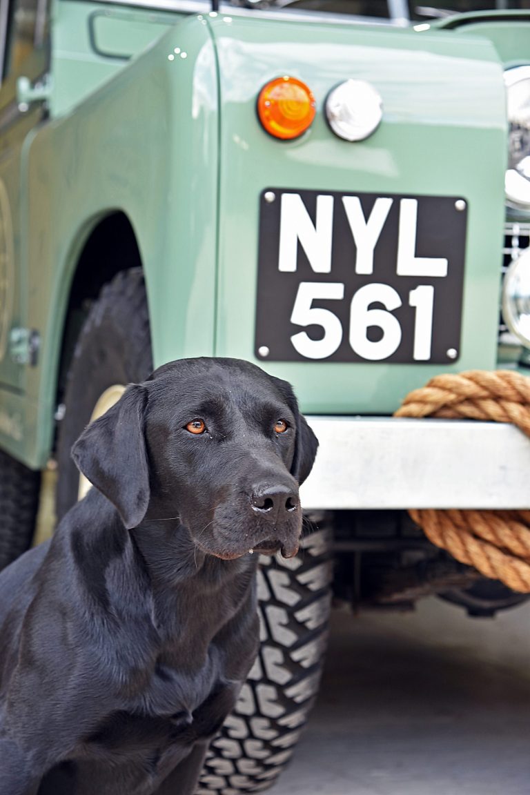 NYL 56 Attentive Black Labrador Gun Dog