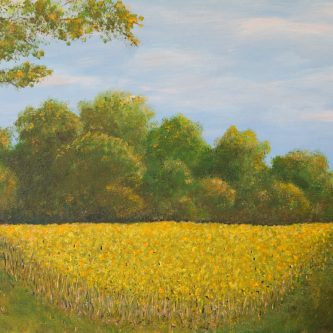 September corner of Sunflower field