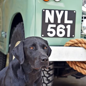 NYL 56 Attentive Black Labrador Gun Dog